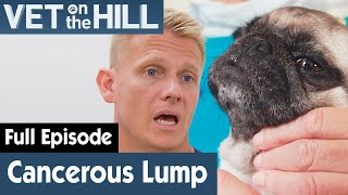 Pug Dog Has A Cancerous Tumour On His Head | FULL EPISODE | S03E09 | Vet On The Hill