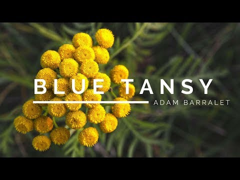 Video: Blue Tansy Essential Oil: Fordeler Og Bruk