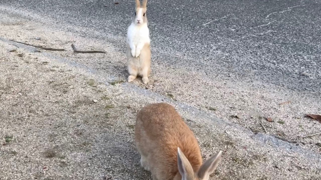 A bullied rabbit came to me for help. - YouTube