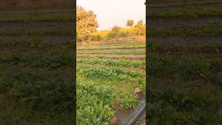 is Dharti per #viral #automobile #song #youtobeshorts