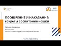 Поощрение и наказание: секреты воспитания кошки