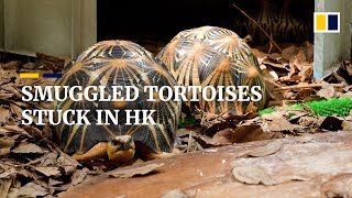 Endangered tortoises awaiting new home stranded in Hong Kong due to Covid-19 pandemic