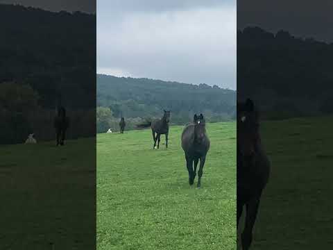 Dinner time on Madden Mountain. #equestrian #zen #horse