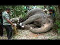 Wildlife officials treated the wild elephant, which was in severe pain with leg injuries | Elephant