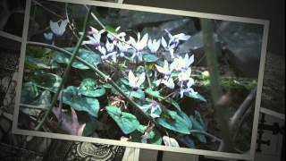 A Lenten Reflection