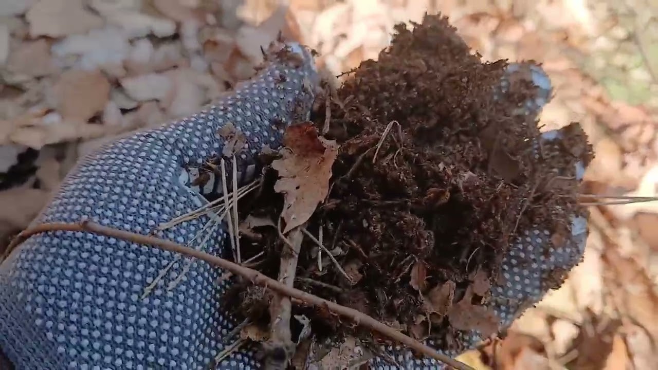 산이 좋아,그냥 좋아,마냥 좋아 #영지버섯#자작나무숲#노루발풀#잔나비걸상버섯