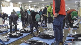 マグロ初市に活気 和歌山・那智勝浦