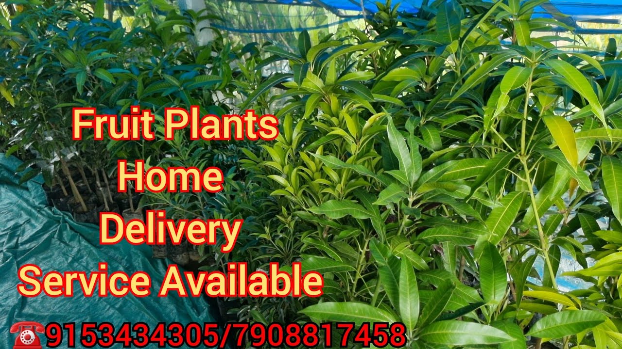 Exotic Fruit Plants Nursery Home Delivery Service Available YouTube