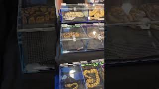 Famous Stunning Showcase Display: Beautiful Ball Python 😁 Profile