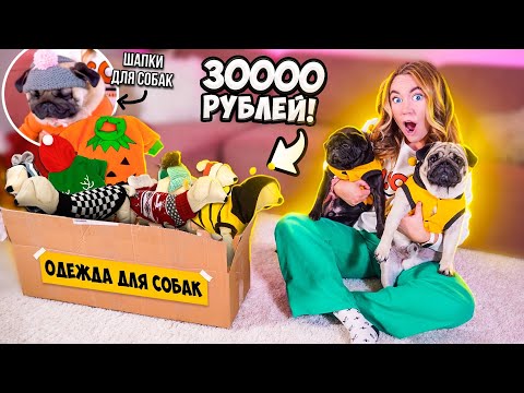 Угги и Шапки Для Мопсов🤣 ЗАКУПИЛАСЬ ОДЕЖДОЙ для СОБАК на 30000 руб! Распаковка и примерка !