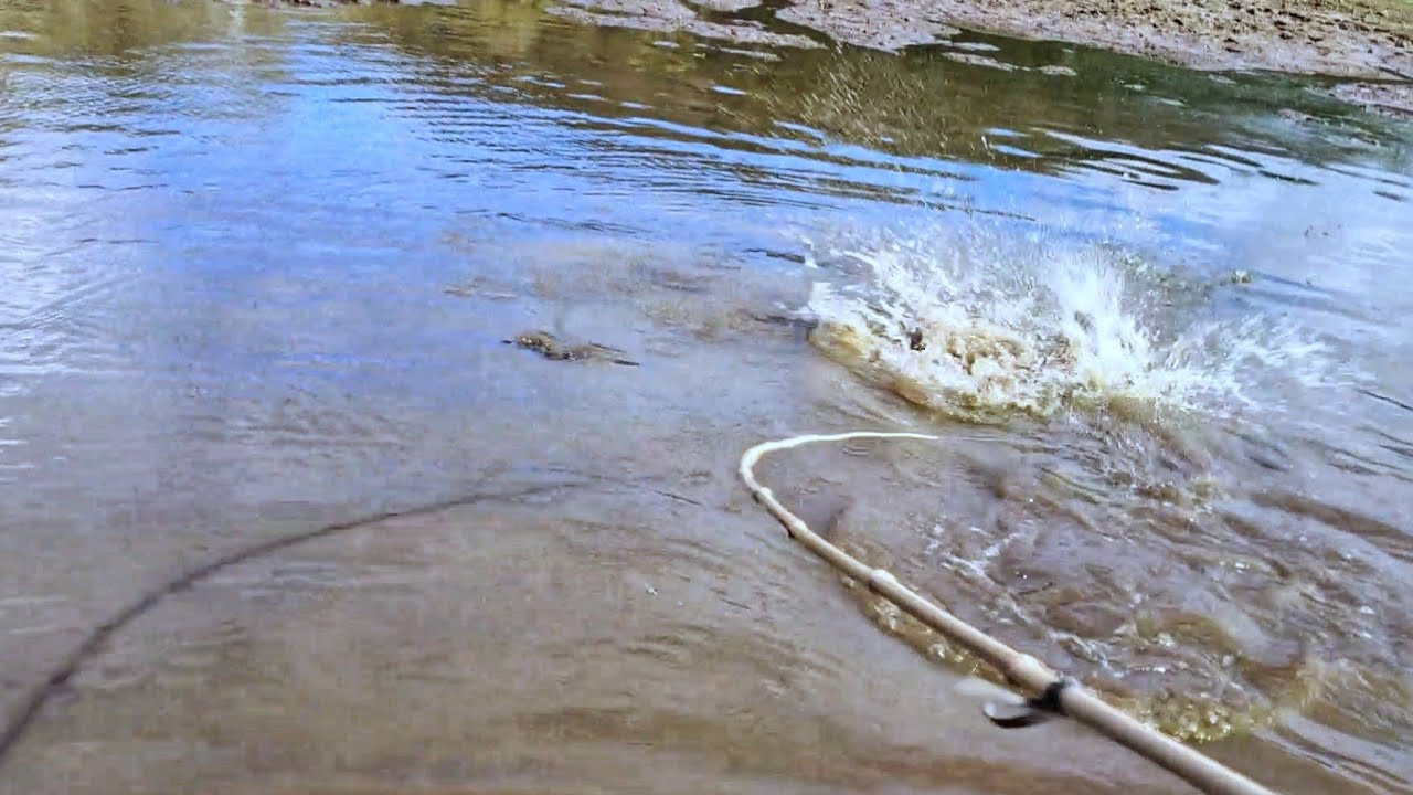 Pescaria caipira, as gigantes por pouco não quebrou a varinha de bambu no meio! Pescando tilápia
