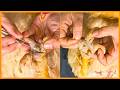 Animal Rescue: Helping a Chicken Clean and Treat a Foot Cyst | Chicken Care & Recovery