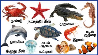 Sea Animals in Tamil with Real time images and video   | கடல் வாழ் உயிரினங்கள் video for kids