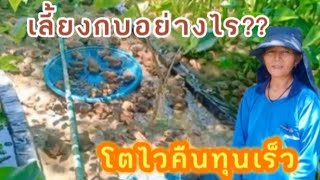 เลี้ยงกบให้โตไวออกแบบบ่อง่ายในพื้นที่ธรรมชาติ# กบสะอาด ไม่มีกลิ่น เลี้ยงง่ายขายได้ไว