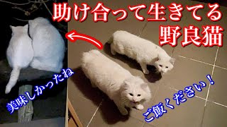 喧嘩することなく仲良く共存している野良猫