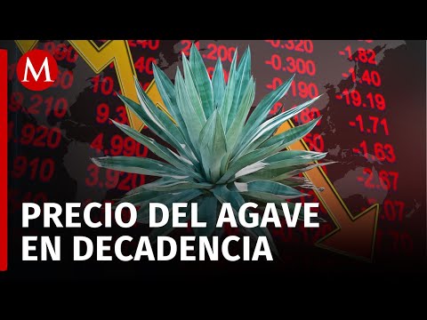 Cae precio del