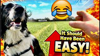 When spaniel training goes WRONG!!!! 🤣