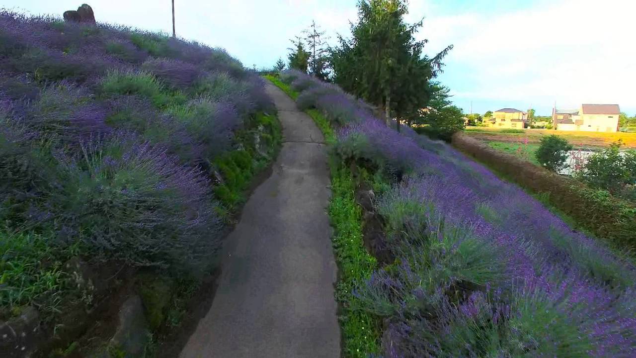 関東編 癒し効果抜群 初夏のラベンダー畑