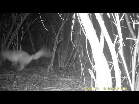 Лисица в капкане - Fox trapping