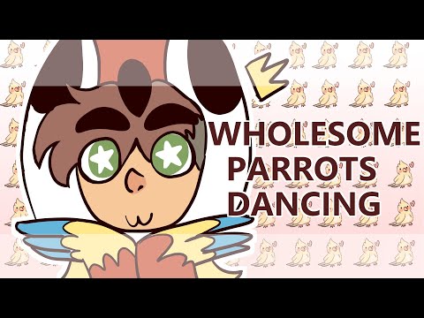 WHOLESOME PARROTS DANCING