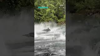 Stunning Pod Of Dolphins Caught On Camera 🤯🤯