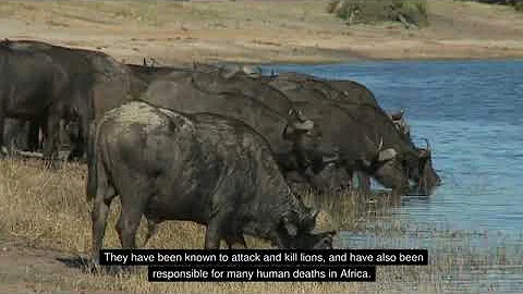 10 DANGEROUS ANIMALS YOU SHOULD RUN AWAY FROM