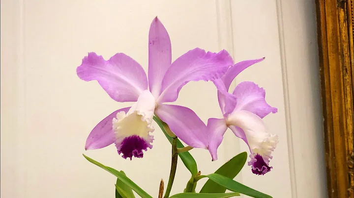 Cattleya Janice Evans Sweet Sixteen Blooms