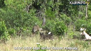 BABI HUTAN TABRAK LARI PEMBURU | #anjingpemburu #huntinghog #wildboarhunt