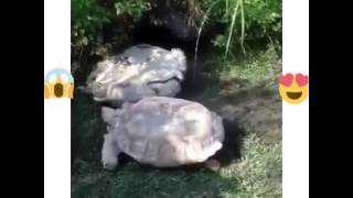 Tortuga ayuda a su compañera a levantarse.