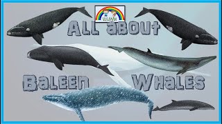 All about BALEEN Whales | Know your Whales