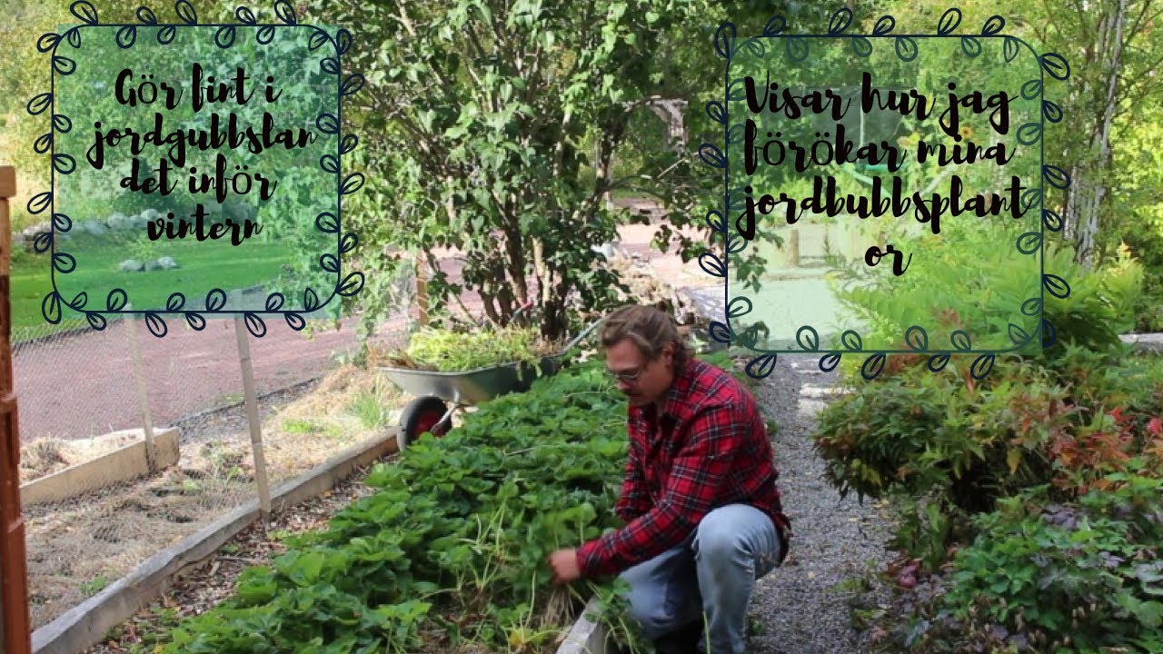 Tar hand om jordgubbslandet inför vintern samt visar hur jag förökar mina jordgubbsplantor