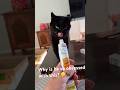 Why is he so obsessed with this? 🤫 #cat #catvideos