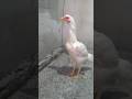 Shamo jcs  whatsapp 33 998468935 shamo rooster farm galoindio gamebird gamefowl aseel