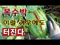 [텃밭농부. 1,153]  복수박. 이런 이유로 또 터집니다 #수박재배 #복수박