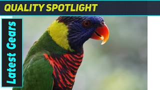 SONY E 55-210mm Lens The Budget Telephoto Secret Nobody's Talking About