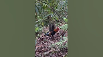 gà rừng giải nhìn đập cánh cực xong.qaib qus ntxuaj ti zoo tiag tiag/Hlau youtube