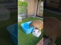 Capybara Challenge #capybaracafe #cappiness #traveljapan