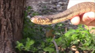 Plainbelly watersnake info