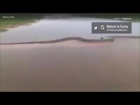 VERIFY: Viral video claims to show 50-foot anaconda