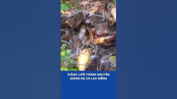 GIĂNG LƯỚI TRÚNG NGUYÊN GIÒNG HỌ CÁ LAU KIẾNG #shorts #batca #fishing #docla #sanbat #amthuc