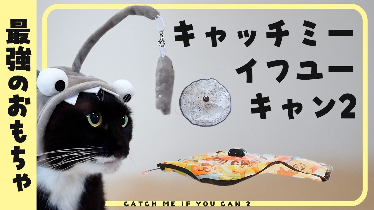 迷ったらこれ！】リピ購入する愛用品！猫用おもちゃの殿堂入り 