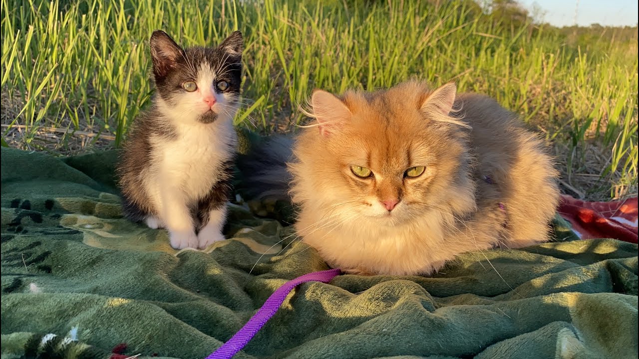 Спасенный котенок в пути 🌻