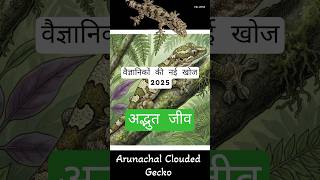 New Species Alert: Arunachal Clouded Gecko Discovered in India #facts #ytshorts #WildlifeIndia