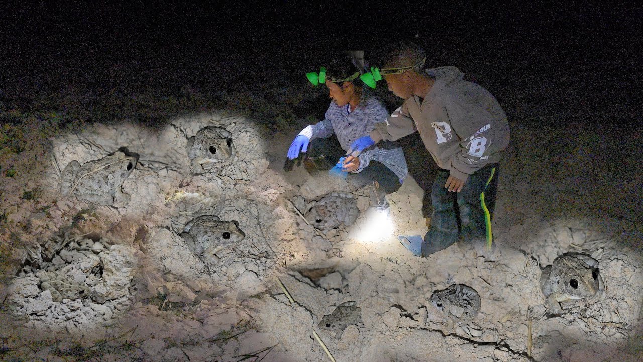 พาลูกชายลงทุ่งนา!! ได้เขียดโม้ มีแต่ตัวสวยๆ!! พอได้กินครับ 10 ก.พ 69 ครับผม