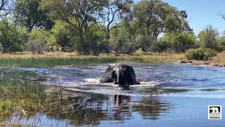 Elephant running through deep water