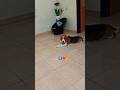 "జూనియర్కి బాగా నిద్ర వస్తుంది” ✅🧿🐕🐾#journeywithjunior8 #Doglovers #dogvideos #Viral #trending