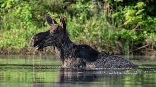 Algonquin Park Moose And Landscape Photography Workshop Stan Novotny Stuart Clark 2020