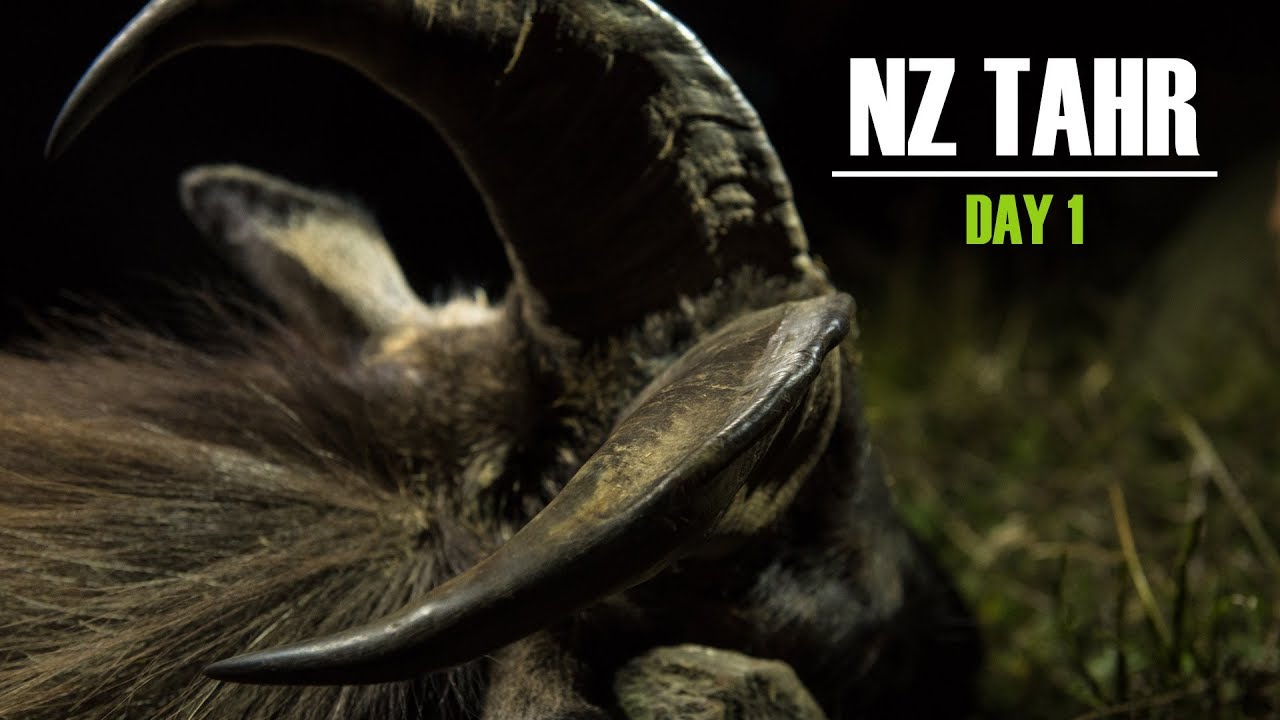 New Zealand Tahr Hunt Day 1 YouTube