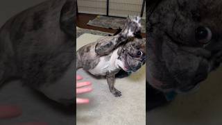 my frenchie takes ‘put your hand up’ VERY seriously 😂🐾