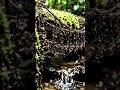 Beautiful Nature #ants #nature